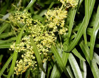 Sumac Africain